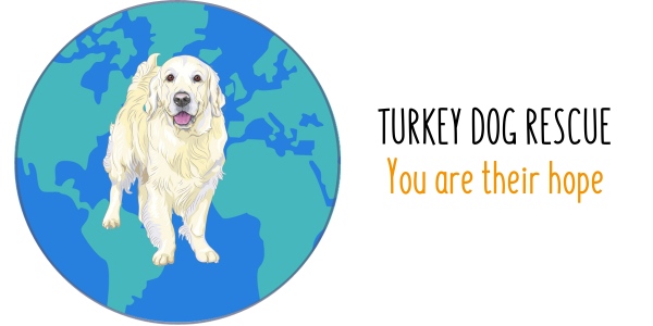 Turkey Dog Rescue
