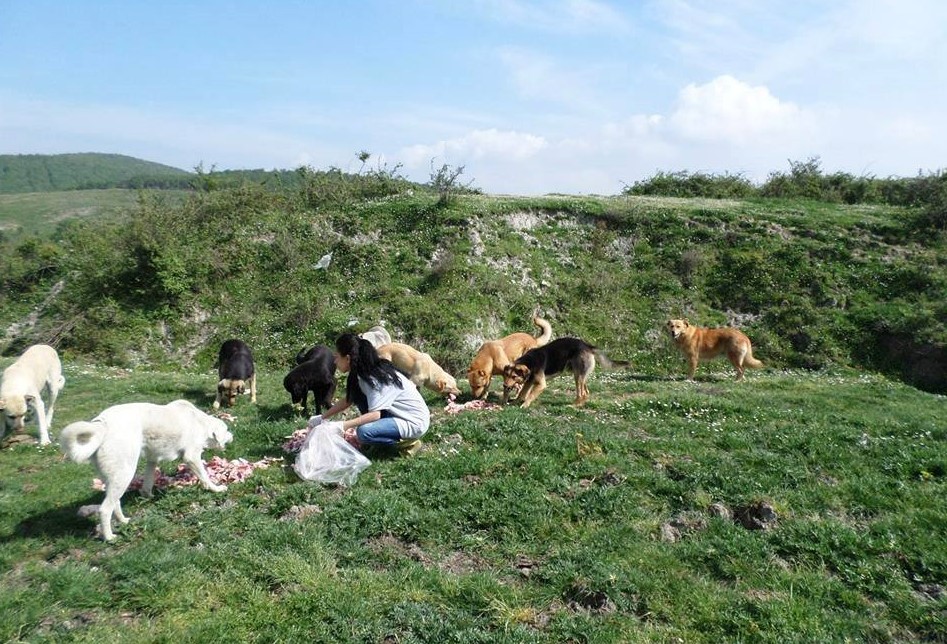 woman from turkey dog rescue feeding abandoned dogs in the countryside in hopes they can enter the international dog rescue